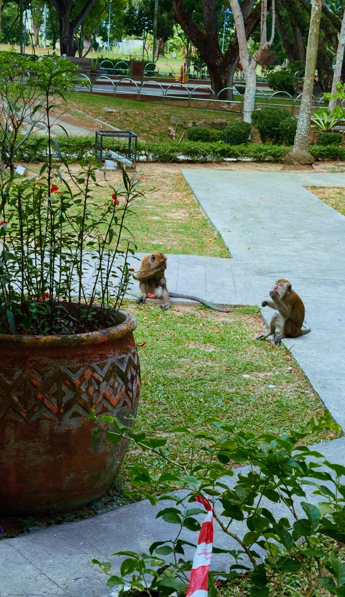 Cheeky macaques by the cafe