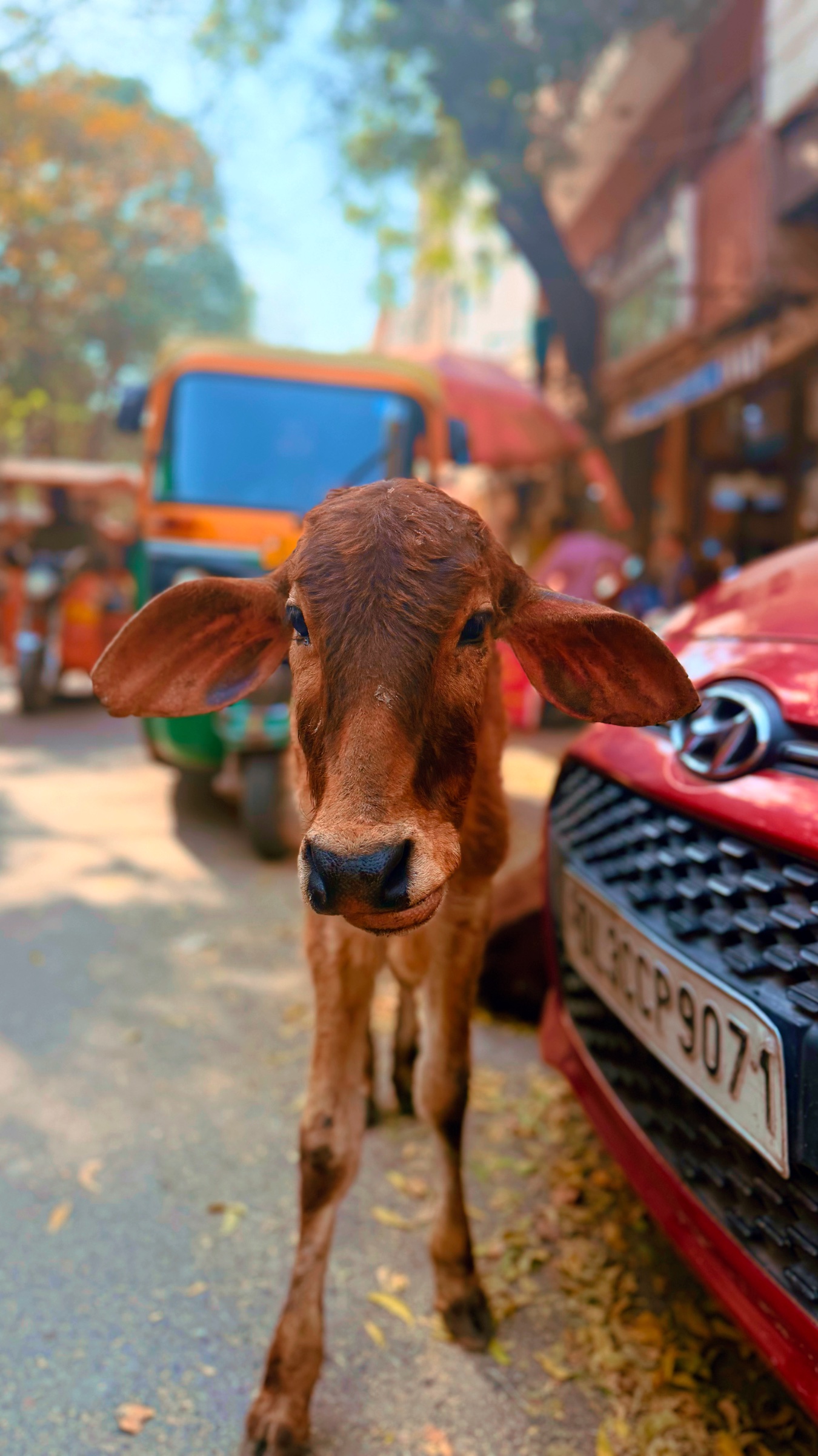 Cow on the streets of Delhi