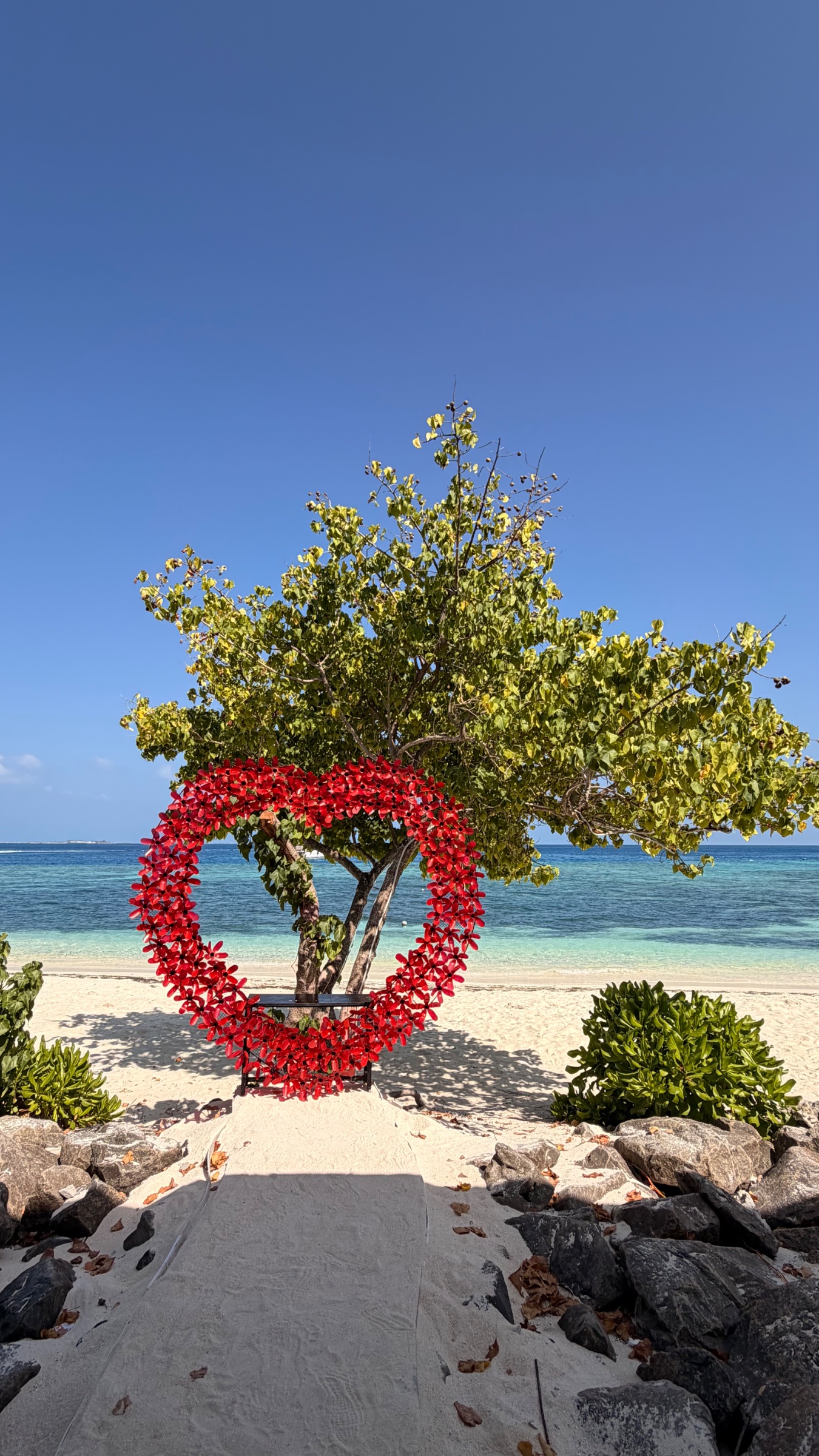 Heart shape tree maafushi