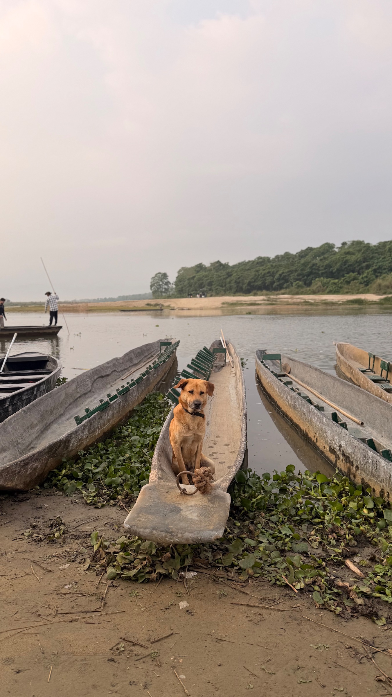Dog on the small boat to cross the river at the start