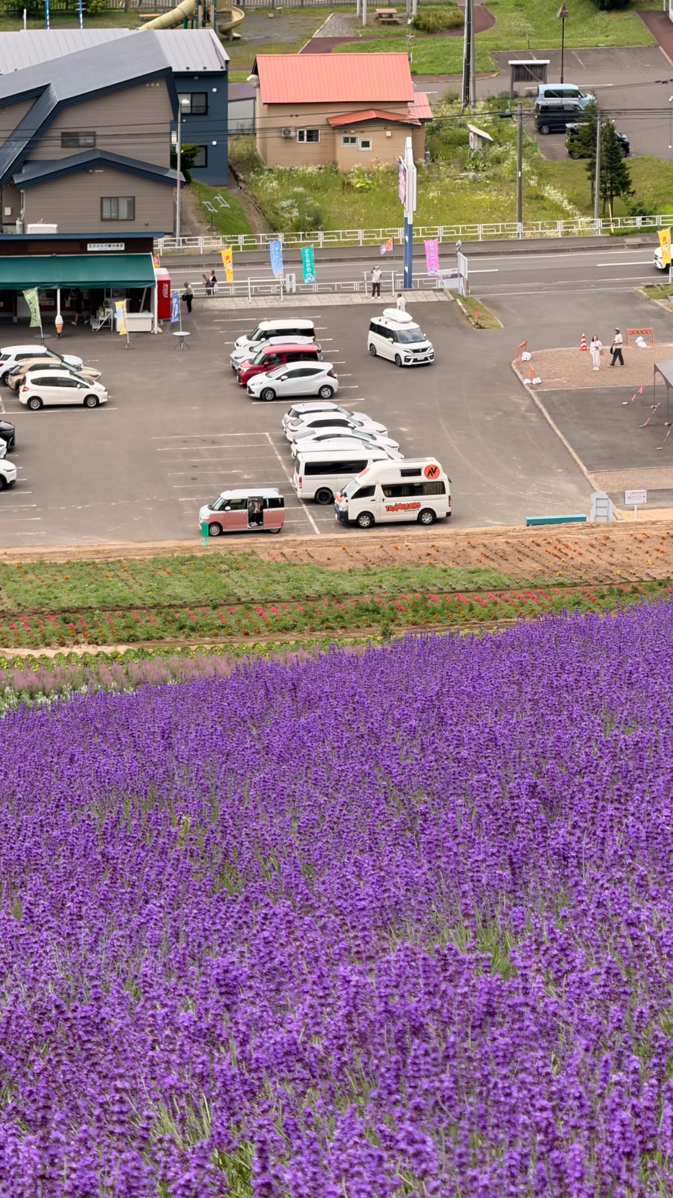 Lavender fields with van in background