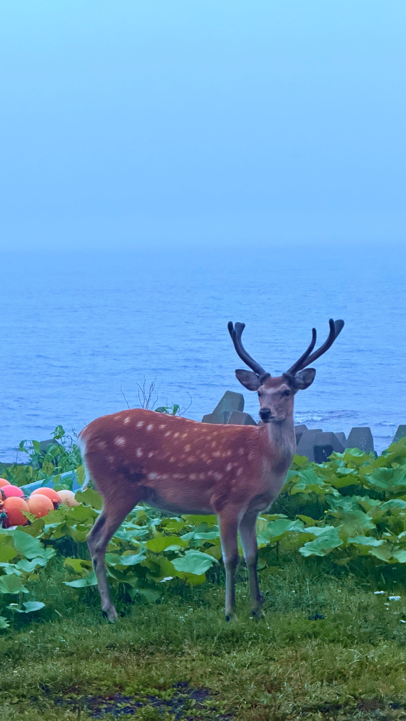 Spotting deer in the wild